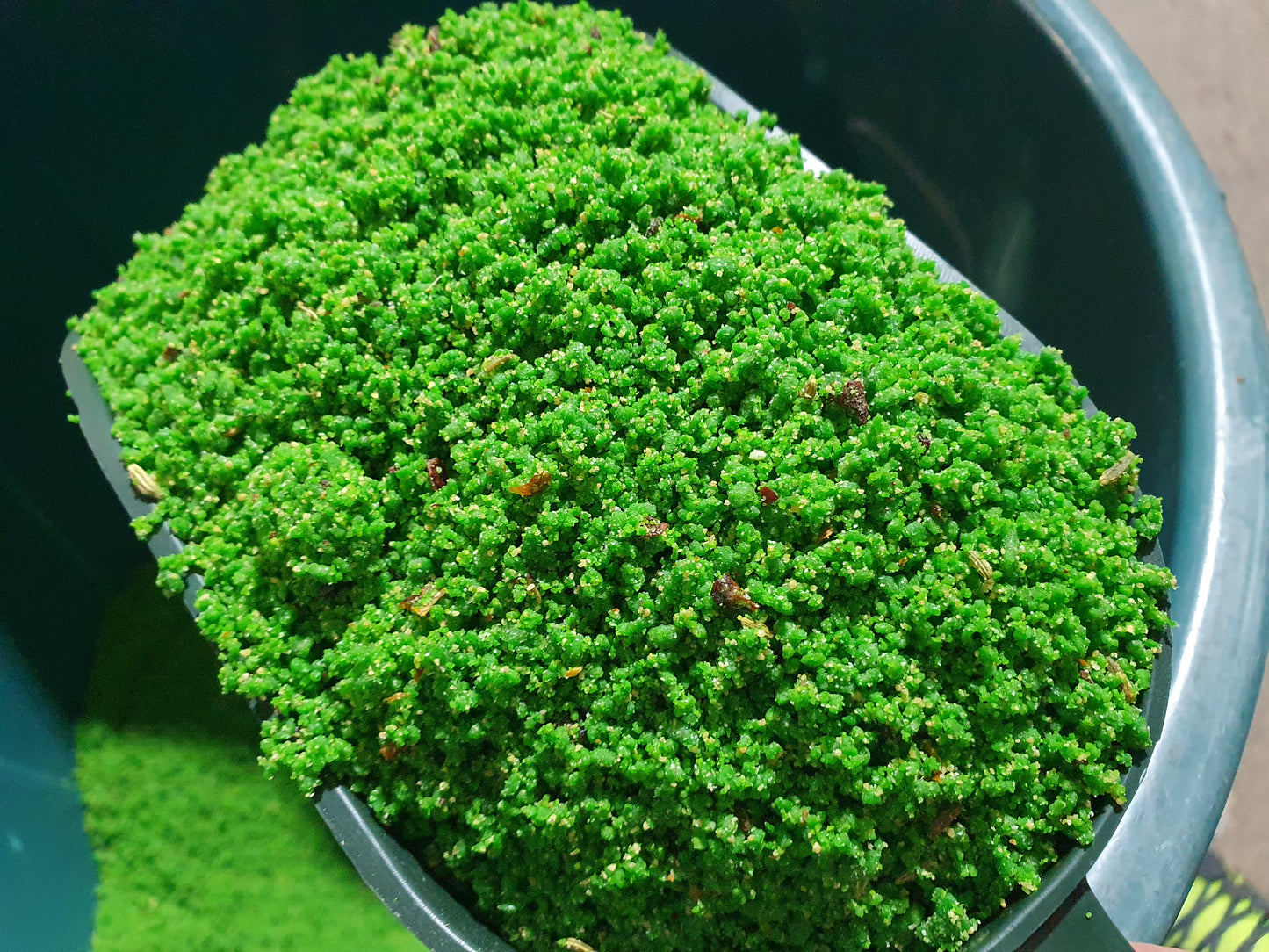 Verdure Nat Eivoer 5kg, Op Basis Van ..., Met Vitamine Supplementen, Pineta Zootecnici