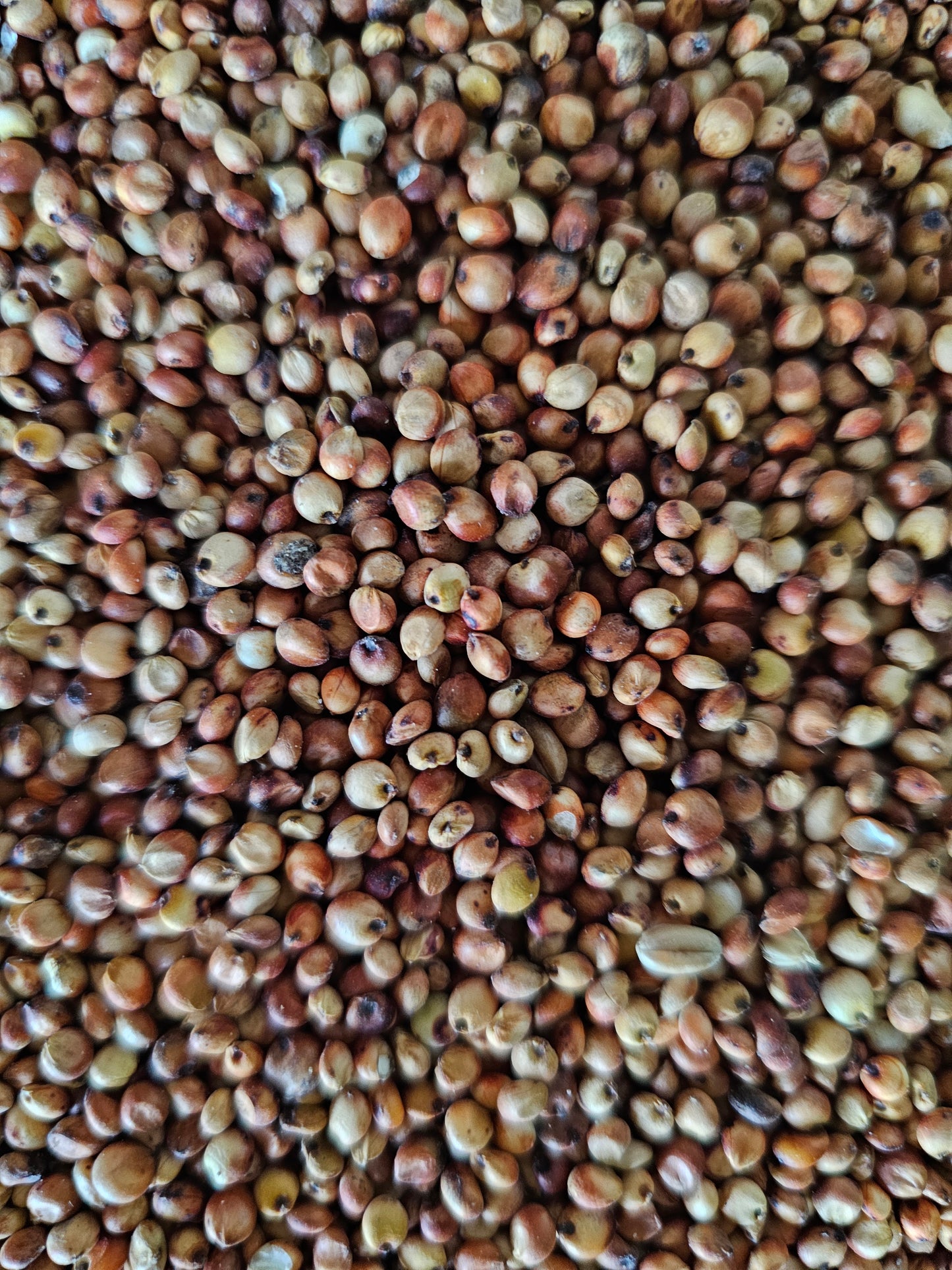 Dari rood 1kg