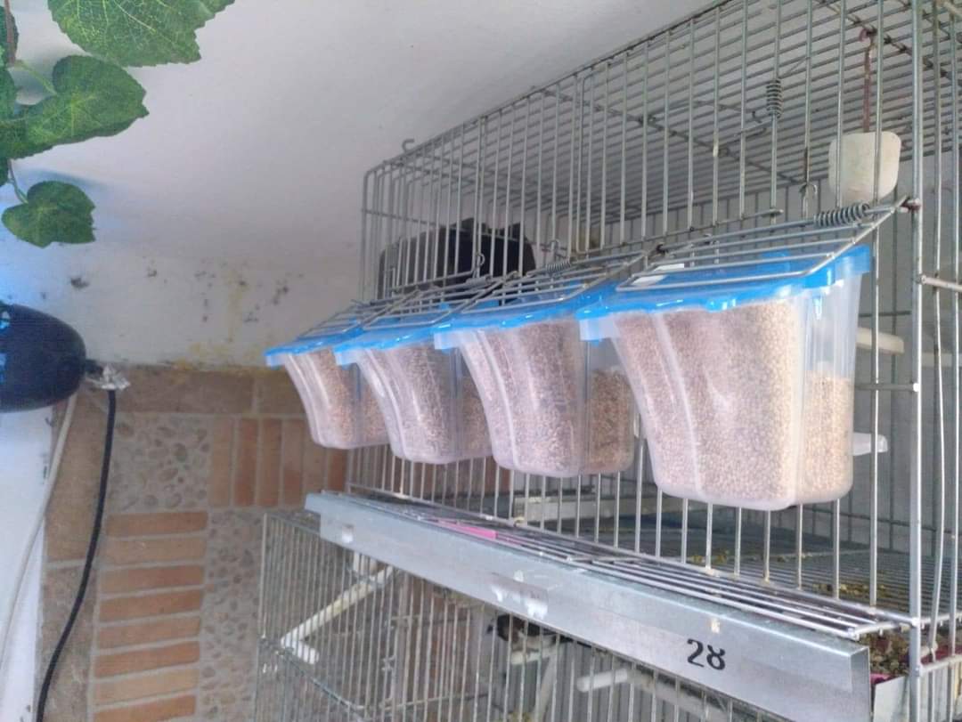 Tulipa Feeder Met Opening - Moldes Ave