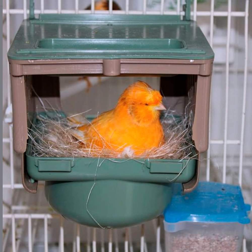 Dubai nest ( 10cm nestkom )