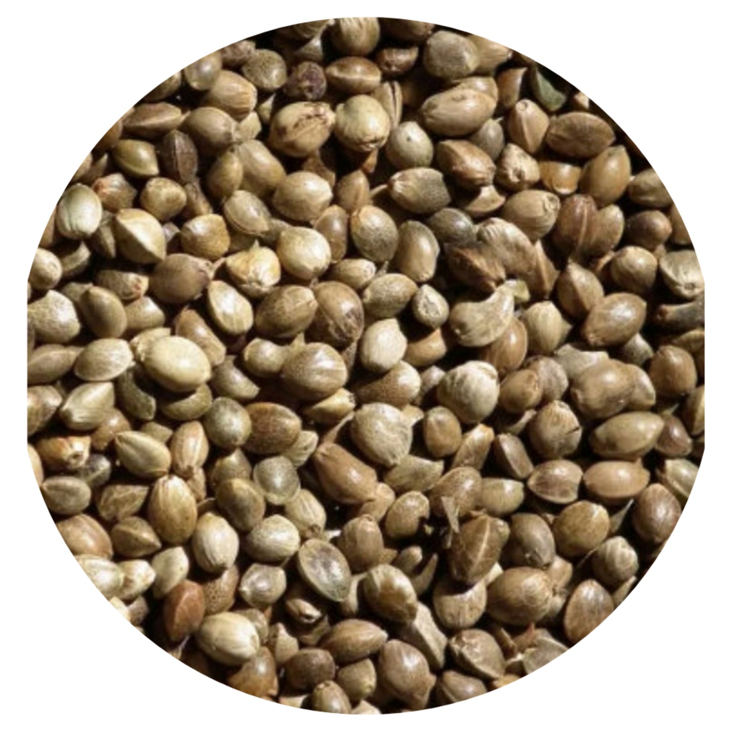 Kempzaad 1kg