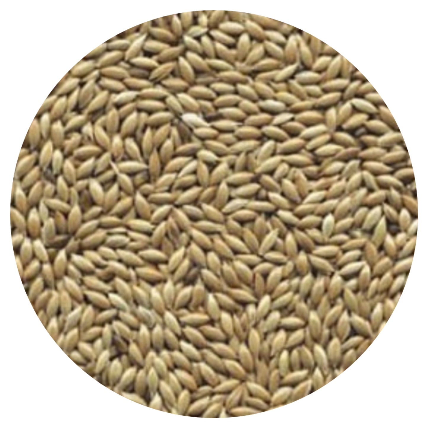 Witzaad ( kanariezaad ) 1kg