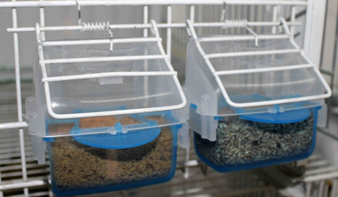 Feeder "lucia" GROEN met verwijderbare lade - moldes ave