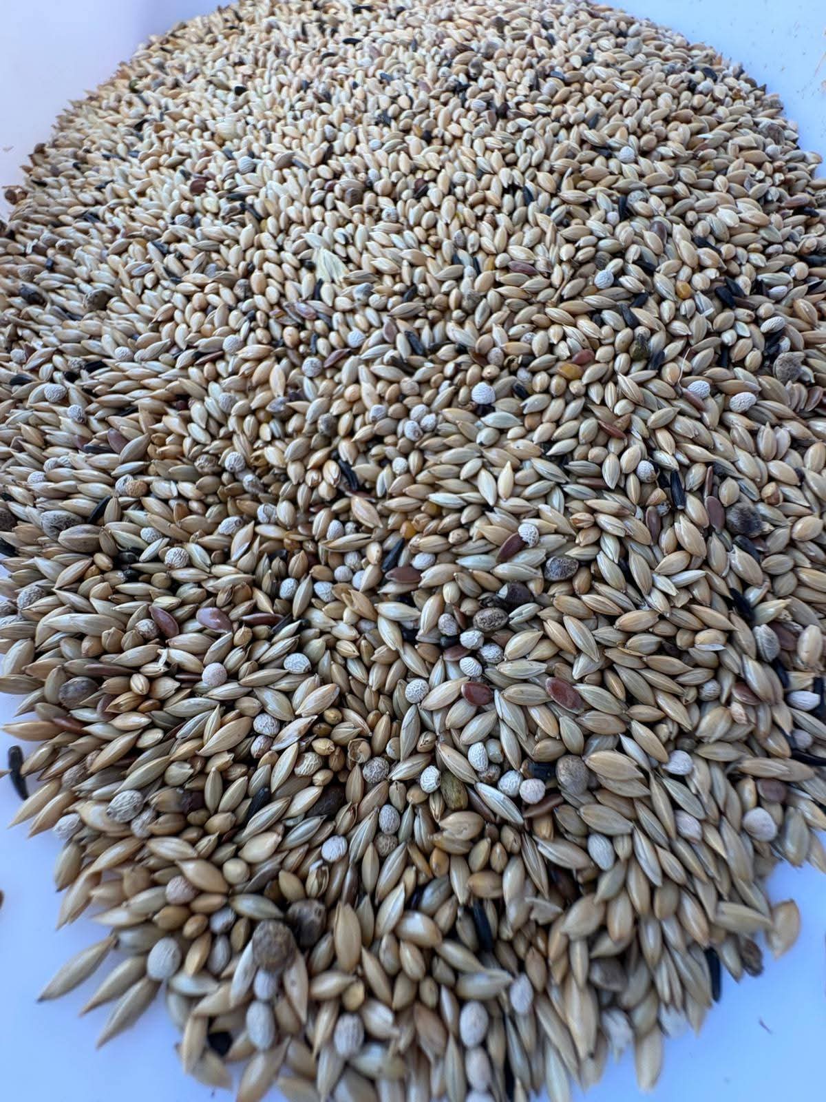 Mix Excellent Canari Sindore 4kg Ornizìn