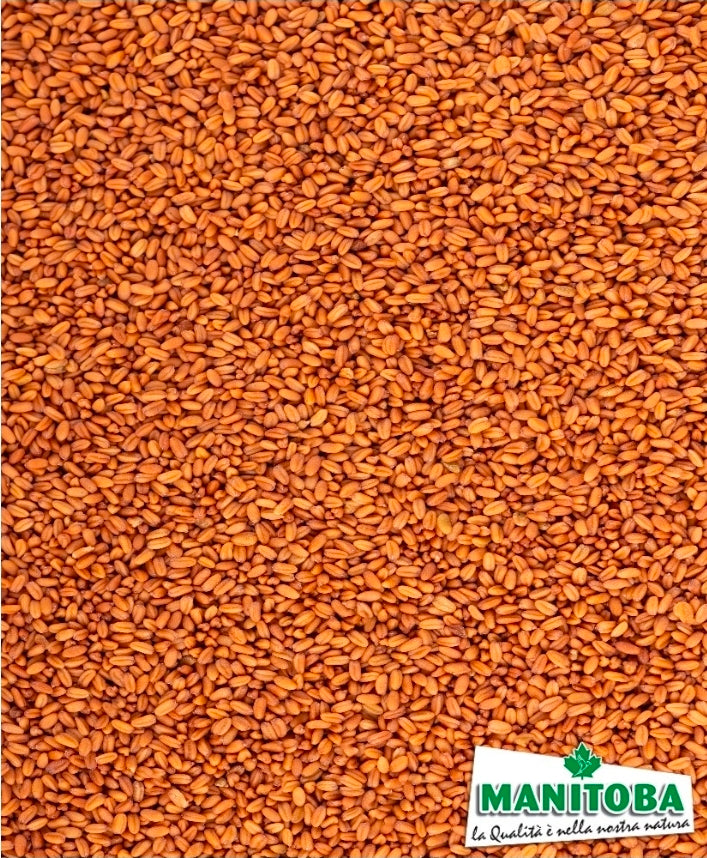 Gold of pleasure ( heeft de eigenschappen van kempzaad )(huttentut) 1kg - Manitoba