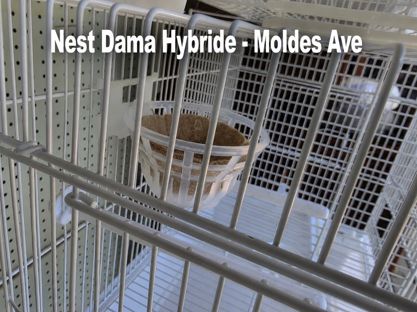 Nest Dama Hybride ( nest matje inbegrepen ) Moldes Ave