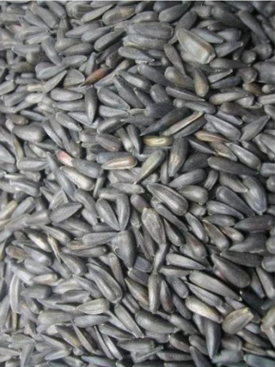 Zonnebloempitten klein (picollo) 1 kg- Manitoba