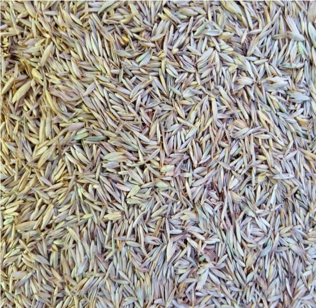 Knaulgras (kropaar) 500 gram - Manitoba