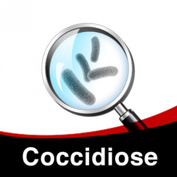 Coccidiose