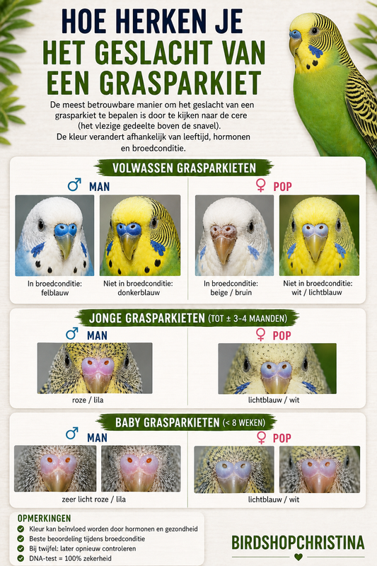 Hoe je het geslacht kan herkennen bij grasparkieten