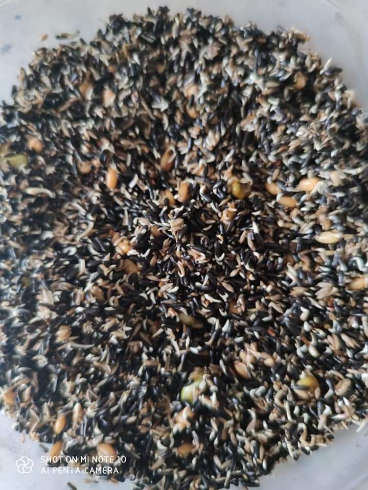 Alta Germinacion ( Kiemzaad ) 1kg - OrniLuck