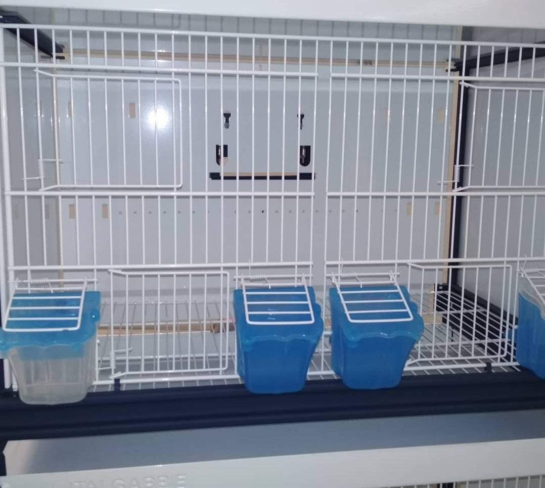 Tulipa feeder, blauw, moldes ave