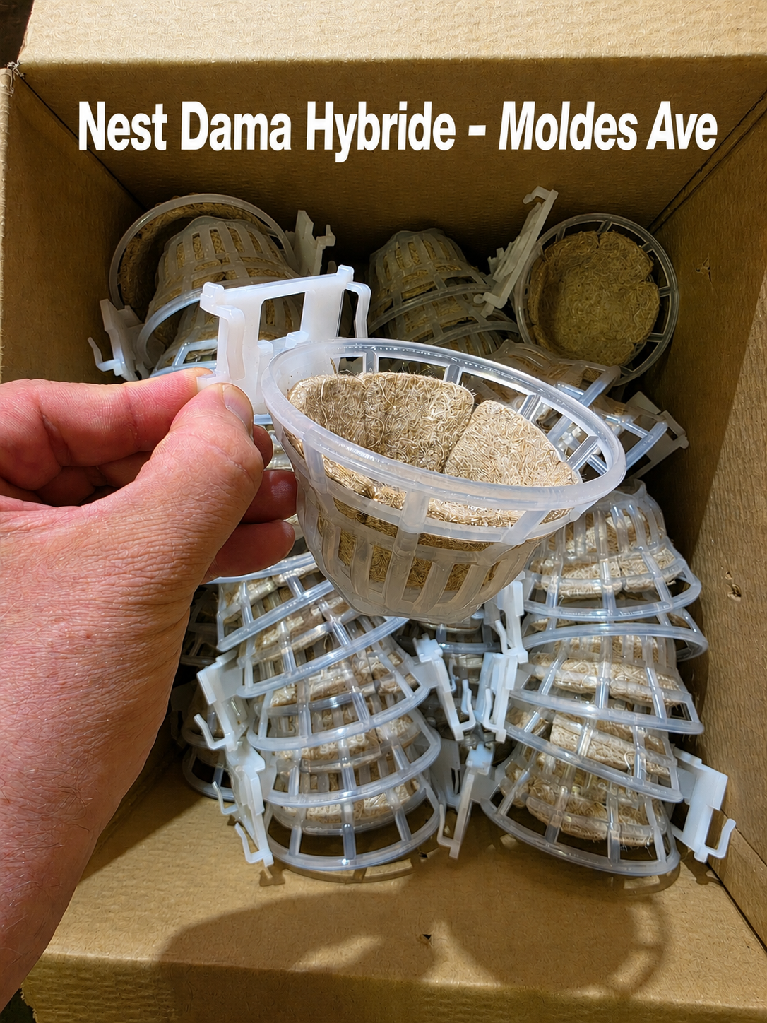 Nest Dama Hybride ( nest matje inbegrepen ) Moldes Ave
