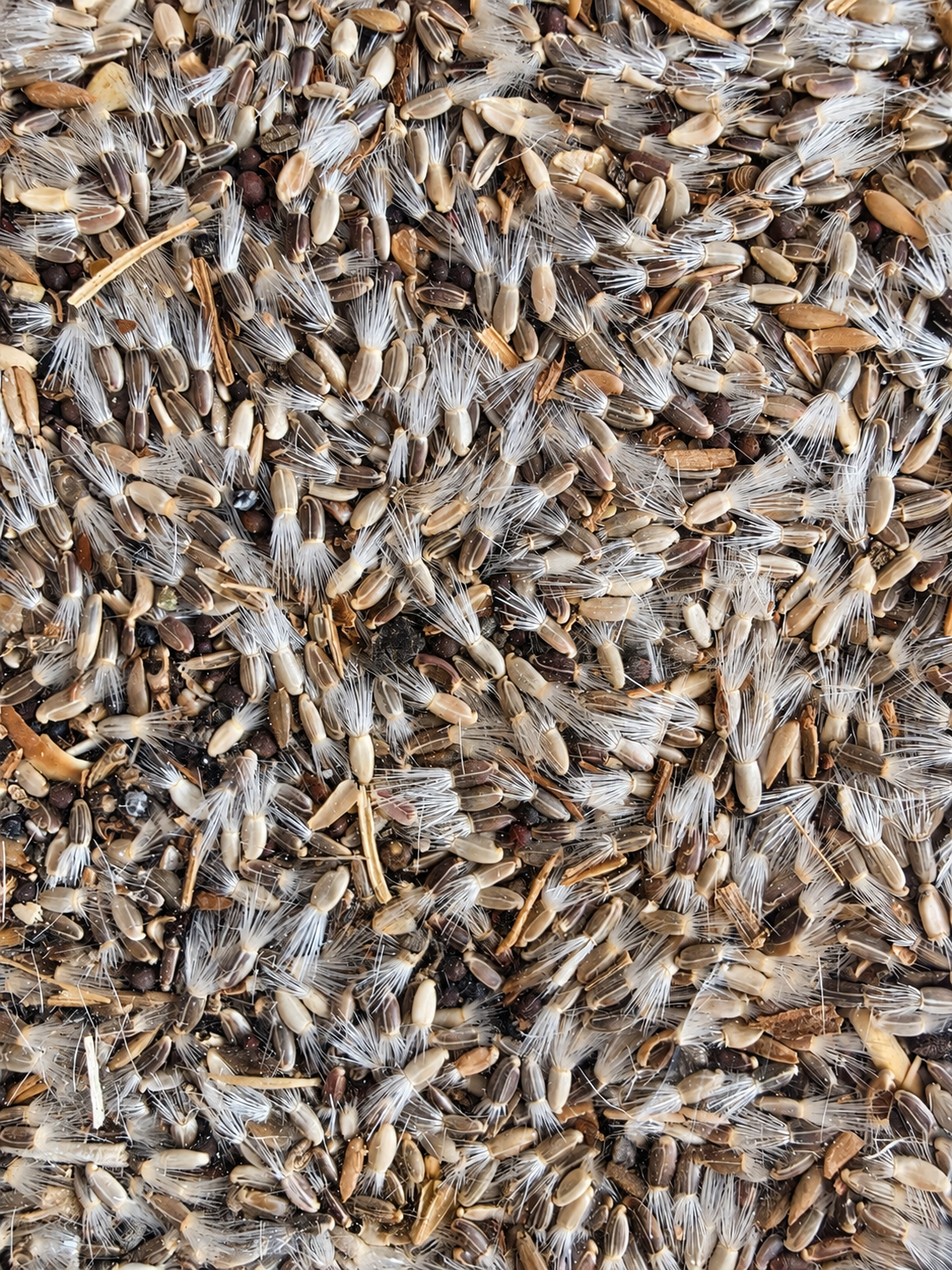 Kleine distel & Cichorei Premium Blend (1kg) - Herb Bird Mix
